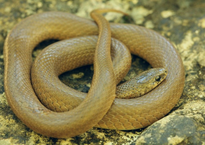 Smooth Earth Snake